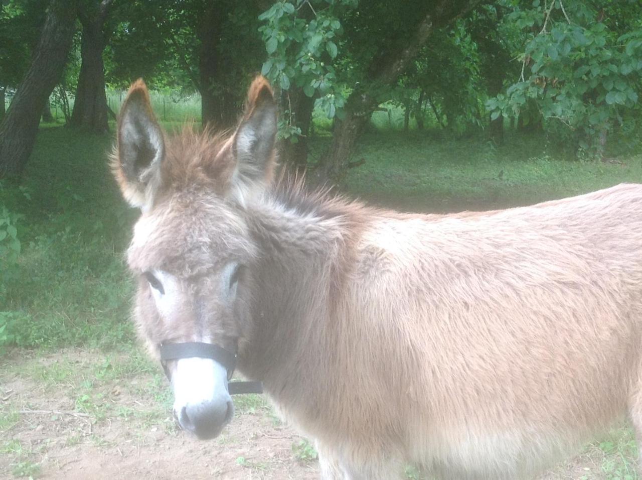 Ecolodge Beauregard Treigny Zewnętrze zdjęcie